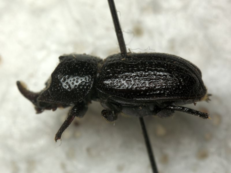 Sinodendron cylindricum (Linnaeus, 1758)